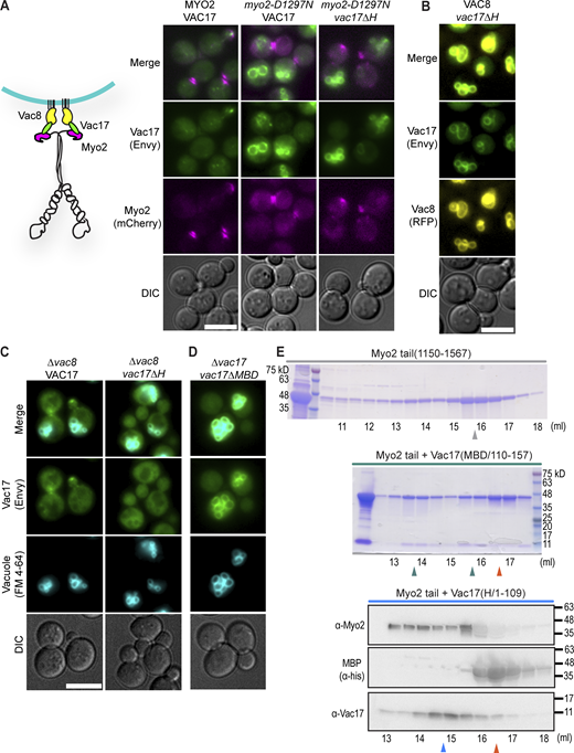 The vac17ΔH mutation specifically impairs its interaction with Myo2. (A) In wild-type cells, Vac17 accumulates on the vacuole surface closest to the bud cortex, while Myo2 localizes to either the bud tip or the mother-bud neck. Upon vacuole arrival at the bud tip, Vac17 undergoes degradation. In the myo2(D1297N) mutant, which is defective in vacuole inheritance, Vac17 is distributed around the vacuole, whereas myo2(D1297N) maintains its normal localization at sites of polarized growth. The vac17ΔH and myo2(D1297N) double mutant does not further alter the localization pattern of Vac17 or Myo2 compared with the myo2(D1297N) mutant. Scale bars = 5 μm. (B)vac17ΔH colocalizes with Vac8-RFP (pseudo-colored yellow), indicating that its binding to Vac8 is not impaired. (C) In the absence of Vac8, Vac17 localizes presumably with Myo2 at the bud tip or the mother-bud neck, but vac17ΔH is cytosolic. (D) Deletion of the canonical Vac17(MBD) abolishes vacuole inheritance. (E) Top: SDS-PAGE analysis of apo Myo2 tail purification. The peak elutes at 15.5–16 ml. Middle: Analysis of the Myo2 tail+Vac17(MBD) complex, showing an expected peak between 15.5 and 16 ml. There is also a higher molecular weight complex with both Vac17 and Myo2 at 13.5–14 ml. This latter peak was not analyzed further. Bottom: Immunoblot analysis of the gel filtration experiment from (Fig. 1 E; top panel, lighter blue trace) shows the Myo2 tail+Vac17(H) complex at 14.5–15 ml. The membrane used to detect Myo2 was stripped and re-probed for MBP. The arrowheads correspond with the same arrowheads shown in (Fig. 1 E): Gray = apo Myo2 tail; orange = free MBP; blue = Myo2 tail+Vac17(H); green = Myo2 tail+Vac17(MBD). MBD, Myo2-binding domain. Source data are available for this figure: SourceData FS1.